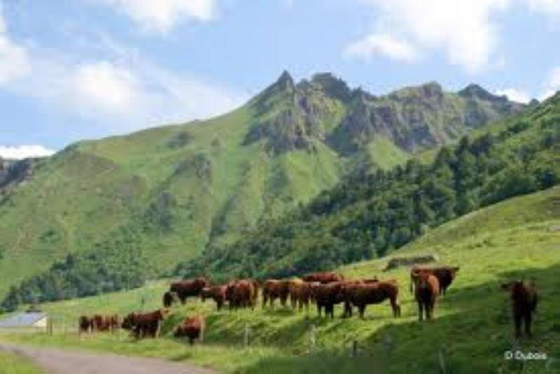 Lilas, Gite Saint Antoine, Orcival, Entre Sancy Et Volcans. Eksteriør billede